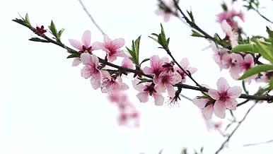 桃花植物自然春天视频的预览图